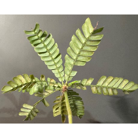 Biophytum sp. BB8th [LA]