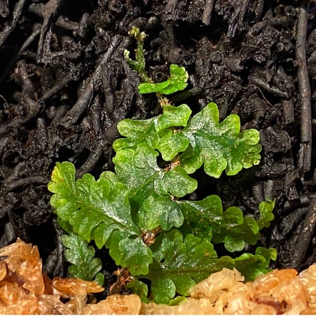 Teratophyllum rotundifoliatum from Payakumbuh sumatera [LA0117-02]