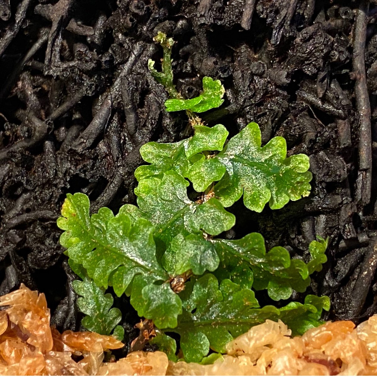 Teratophyllum rotundifoliatum from Payakumbuh s