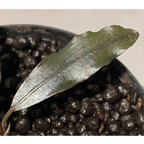 Bucephalandra sp. "AW No1" from Kalimantan barat [AZ0420-5]