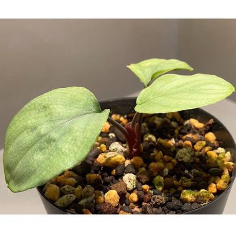 Homalomena sp. "Shirogane" SGR from Pulau Linga [HW1017-XX]