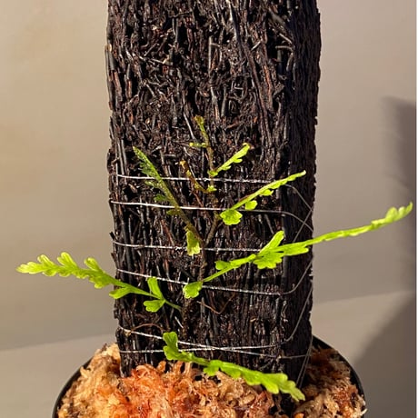 Teratophyllum aculeatum from Nanga pinoh [TB]
