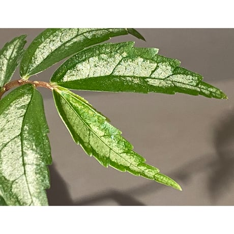 Elatostema sp. from Quezon, Luzon, Philippines