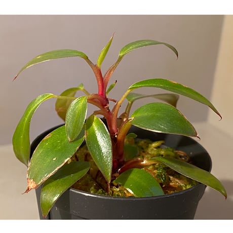 Philodendron sp. "Red Congo Compacta" ①
