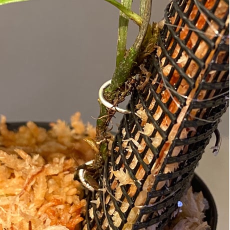 Lomariopsis sp. from Trat Thailand ④