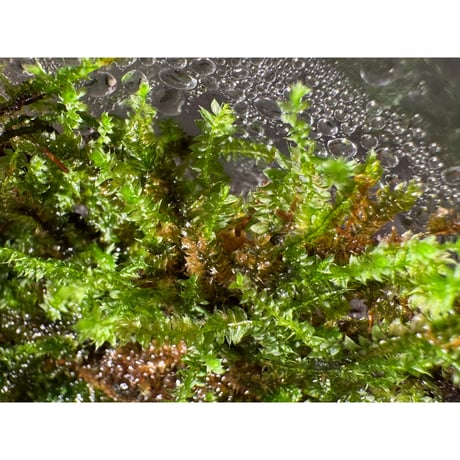 Taxiphyllum sp. from Lake Matano Sulawesi
