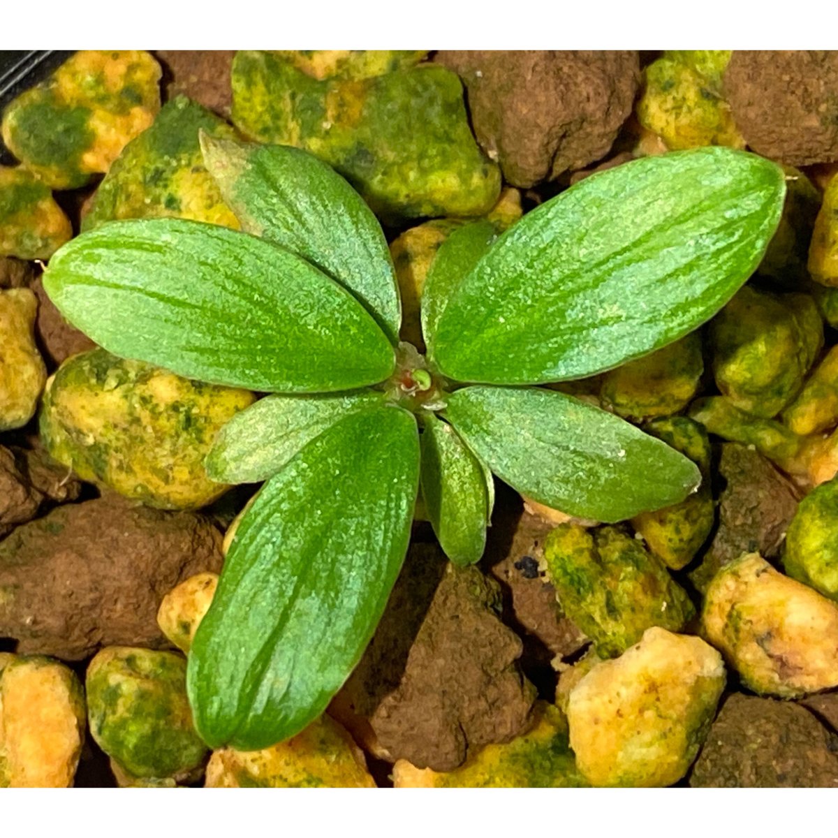 LA便 Homalomena sp.Papua【LA0021-05z】ホマロメナ LA便 ホマロメナ