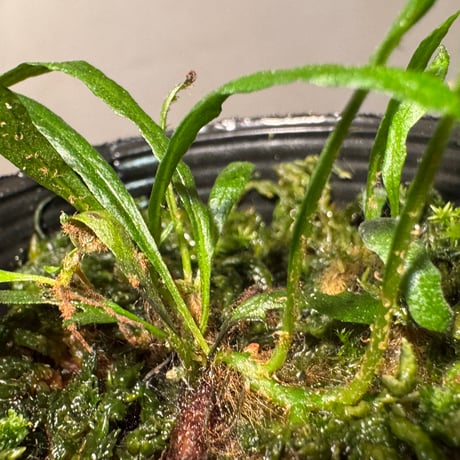 Microsorium sp. from Saripoi [LA0515-02]
