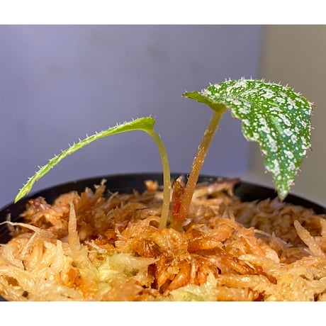 Begonia sp. from Na Hang [YH1118] TK