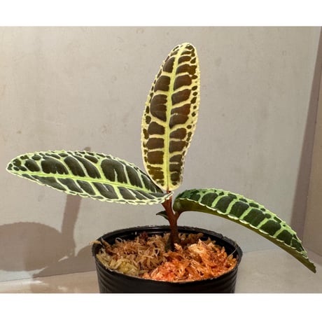 Emblemantha urnulata (Labisia sp.) from Riau sumatera [LA0815-01]