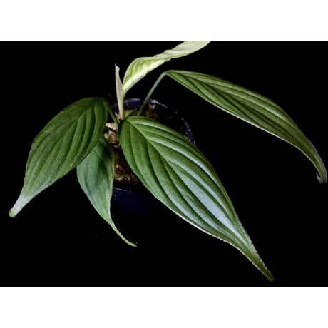 Homalomena sp. "蛟" from Sumatera Utara [LA0318-02]