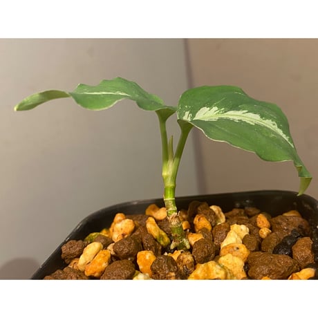 Aglaonema pictum GW1410 type5 from Padang Sidempuan [TB]