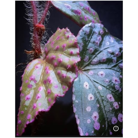 Begonia sp. "Muara Wahau" Kutai timur Kalimantan timur [TB]