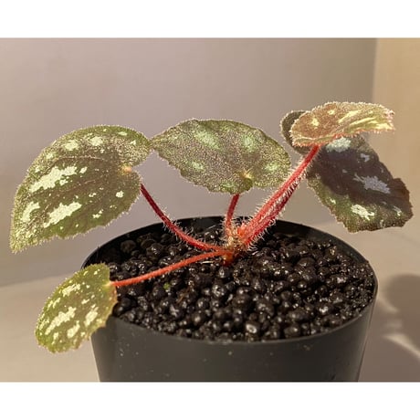 Begonia sp. from Cao Bang [YH050519] TK