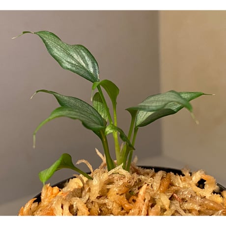 Homalomena sp. White leaf from "Pendang" Kal tengah [TB]