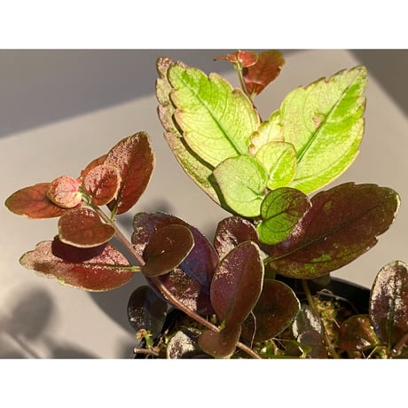 Pilea imparifolia from Iquitos Peru [tanakay]