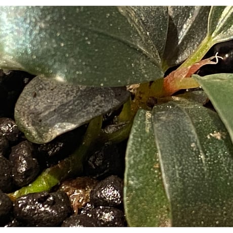 Bucephalandra sp. "Black Pearl"