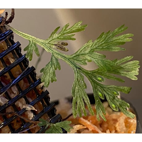 Vandenboschia sp. from Trat Thailand ③
