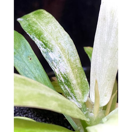 Schismatoglottis sp. "初霜錦" from Murung raya [LA0515-05]