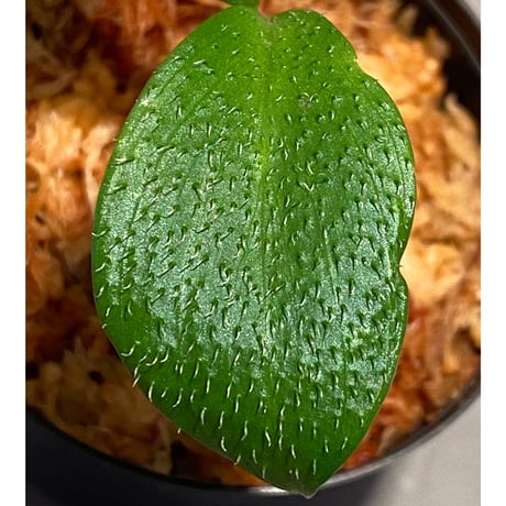 Homalomena hasei "狐尾" from Aceh sumatera [LA0616-04]