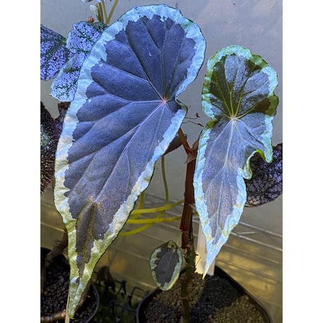 Begonia cf. baramensis