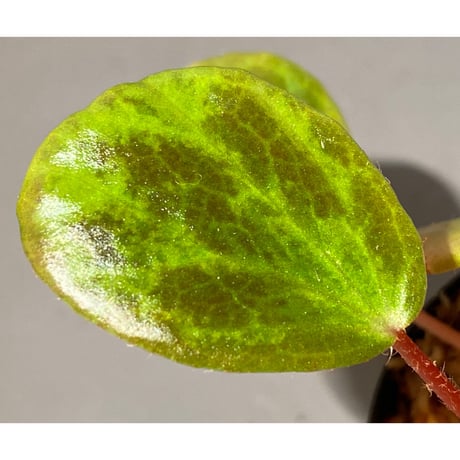 Begonia blancii