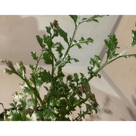 (大株) Bolbitis heteroclita cuspidata