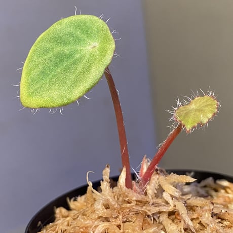 Begonia kingiana from Jerantut [TK170717]