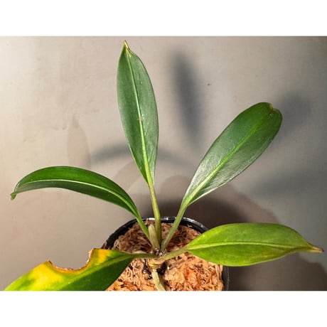 Bakoa sp. from Sekadau West Kalimantan ②