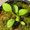 Homalomena sp. from Solok sumatera [LA0616-03]