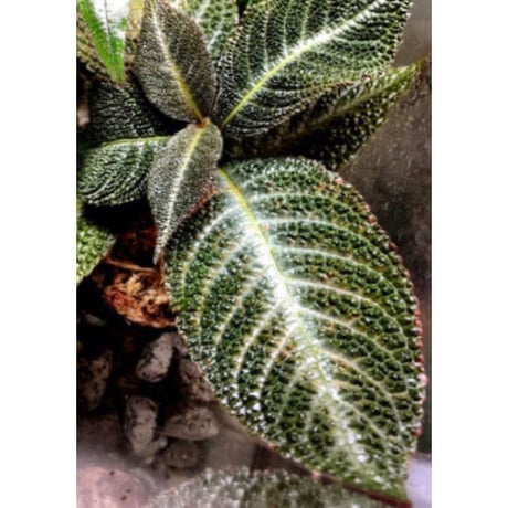 Cyrtandra sp. from Sabah [R0515-01a]