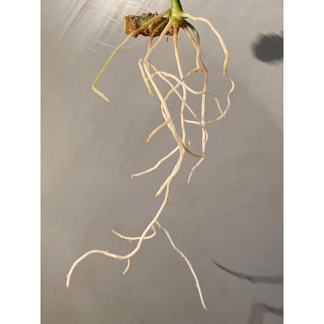 Aglaonema pictum GW1908 プレリュード"Padang sidempuan" [TB]