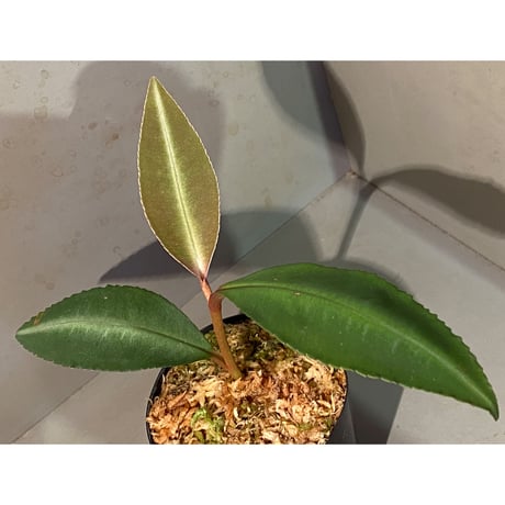 Labisia sp. "Padang" Sumatra barat [TB]