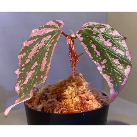 Begonia sp. "Crazy pink" from Lampung sumatera [LA1118-03]