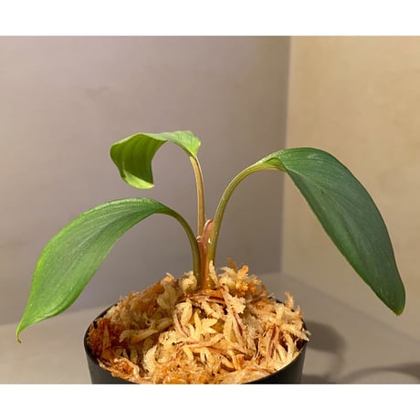 Homalomena sp. Aceh Silver from Aceh sumatera [LA0613-00]