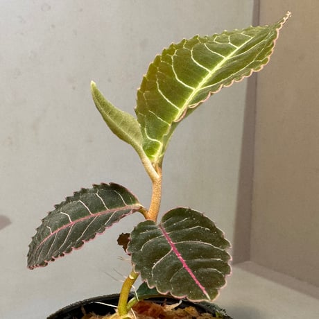 Labisia sp. from Riau sumatera