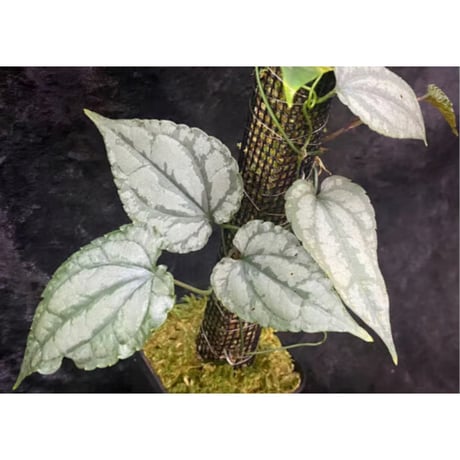 Cissus sp. "Padang" Sumatra barat [TB]