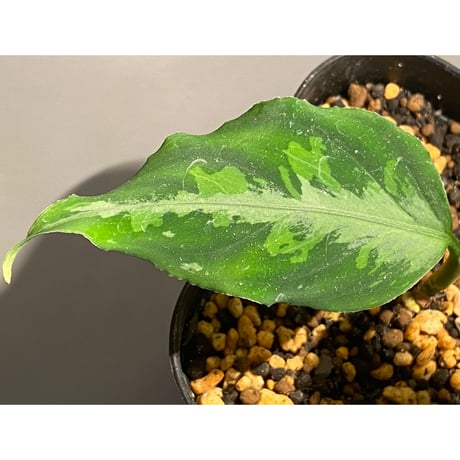 Aglaonema pictum tricolor from Sumatera A2 [TK070918]