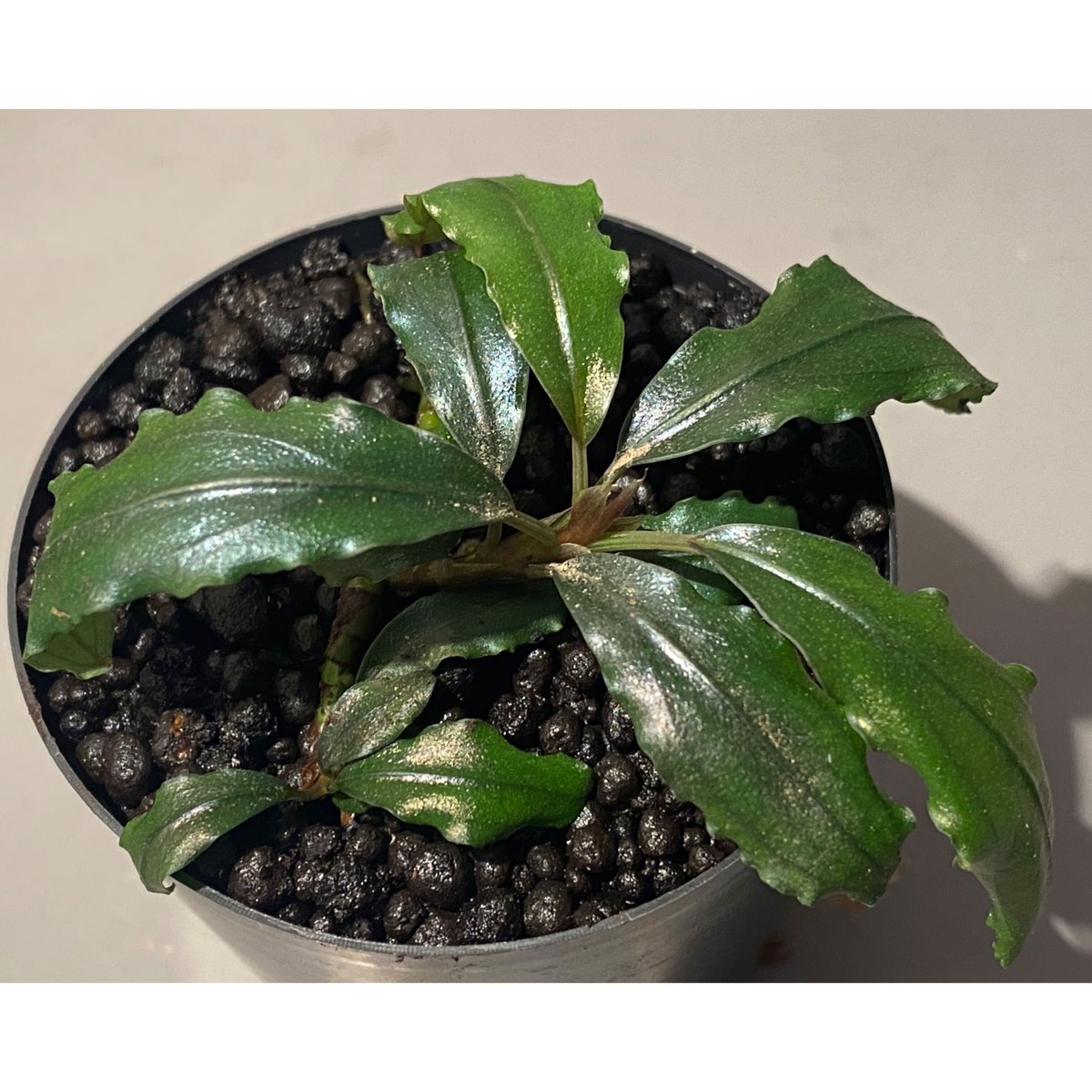 Bucephalandra sp. Varigata 小枝がたくさんある茂み