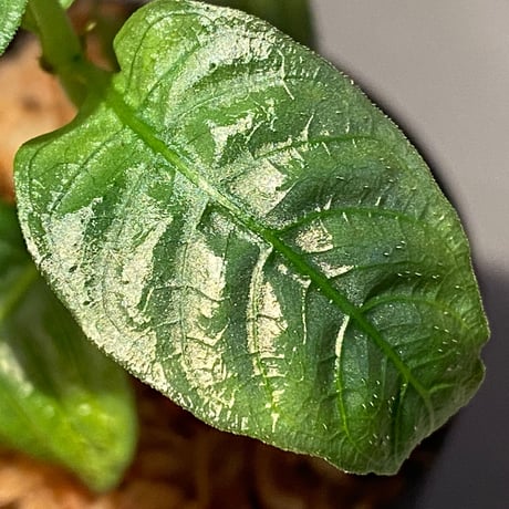 Ophiorrhiza sp. from Selangor [TK]