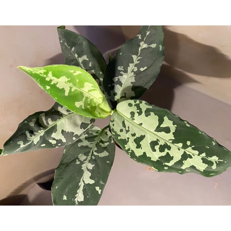 Aglaonema pictum "しるば〜らいん" from Aceh sumatera [LA1218-01b]