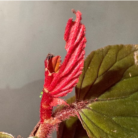 Begonia sp. from Kapuas hulu West Kalimantan