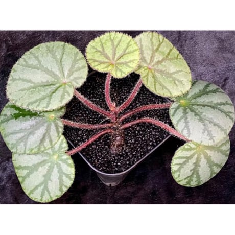 Begonia austroguangxiensis