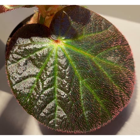 Begonia sp. from Manaus