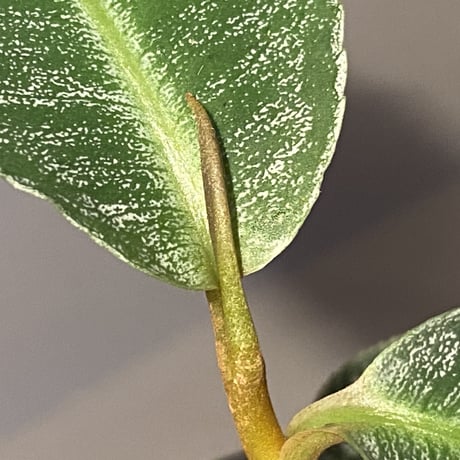 Ardisia sp. from Sumatera barat [TB]