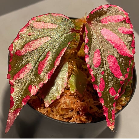 Begonia sp. ぼっち株 from Julau [R1214-01b]