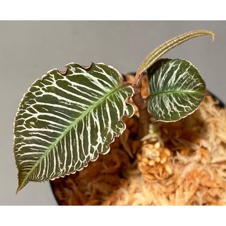 Ardisia sp. from Perlis Malaysia