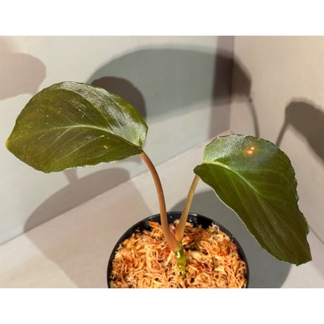 Homalomena sp. "Deep Purple" JKT from Pulau Nias [AZ0215-1]