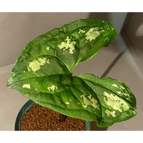 Ulearum donburnsii