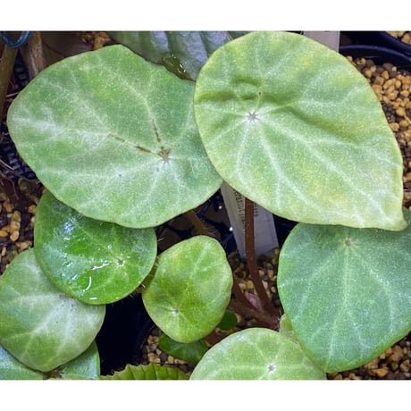 Begonia kingiana from Jerantut [TK170717]